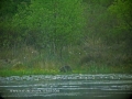 beavers, scotland, aigas, wild-04